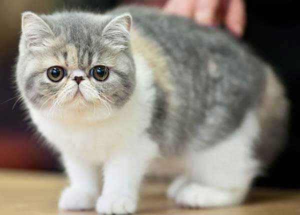 Meo-Exotic-Shorthair