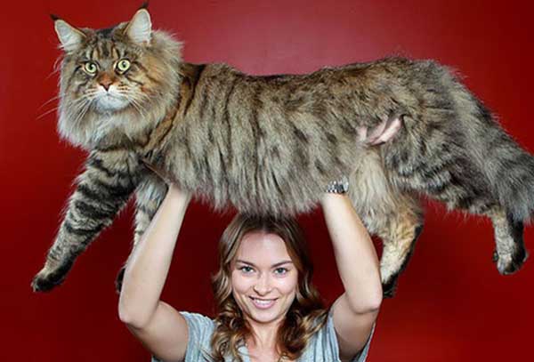 meo-Maine-Coon-salenhanh