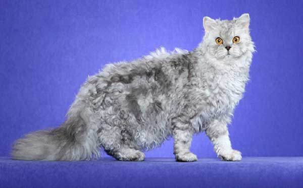 meo-Selkirk-Rex