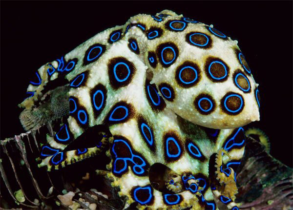 Unique blue-spotted octopus