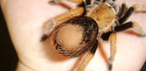 nhện chuối cực độc
