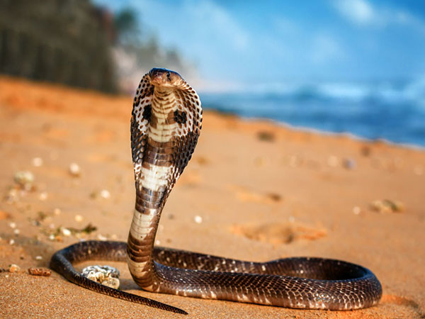 Grand cobra