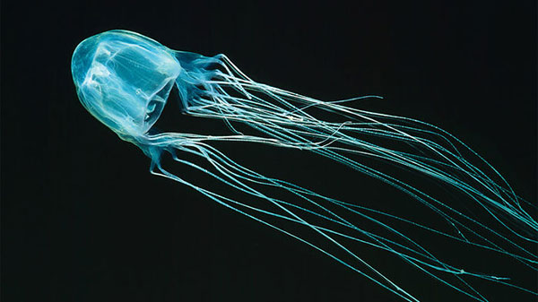 Extremely poisonous box jellyfish