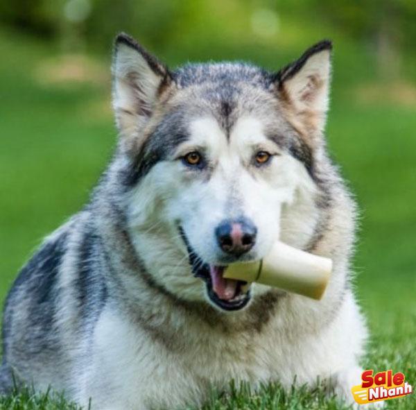 Alaskan Malamute Dog