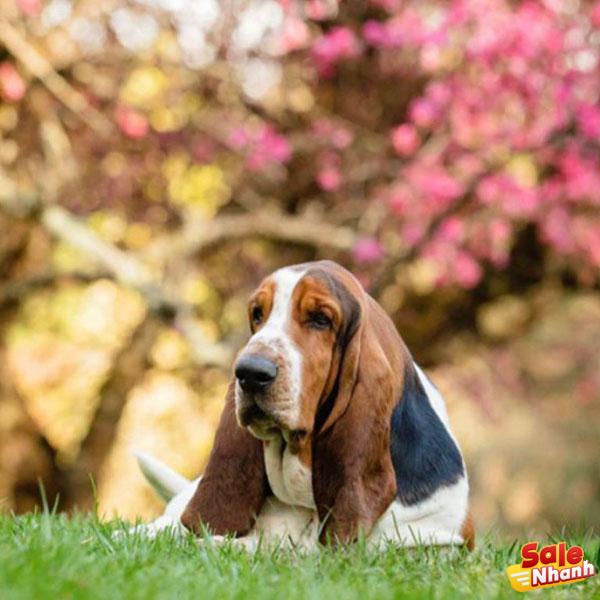 Chó Basset Hound