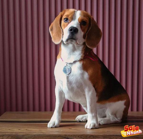 Chó Beagle