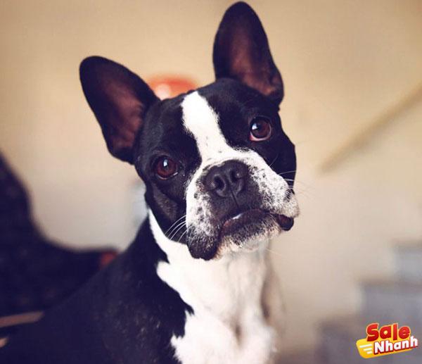 Boston Terrier