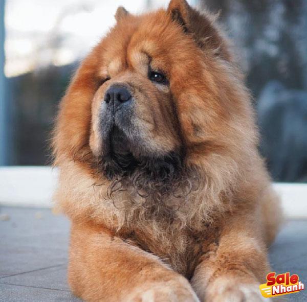 Chow Chow