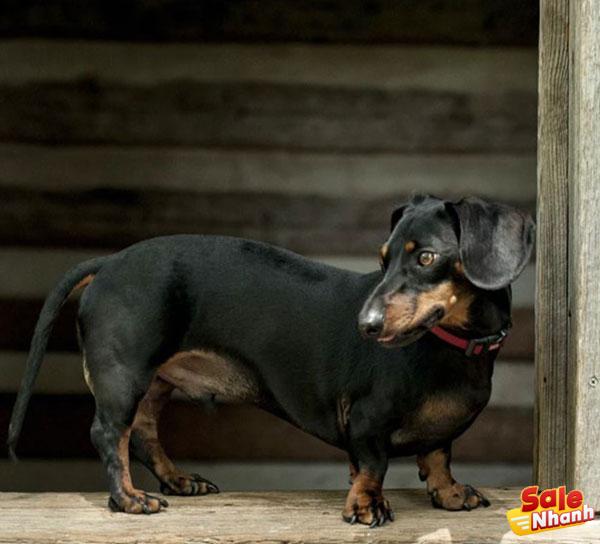 Dachshund dog