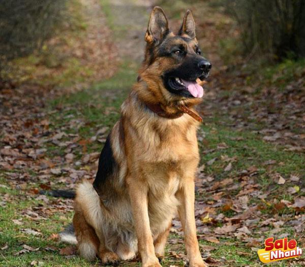 German Shepherd Dog (Helder)