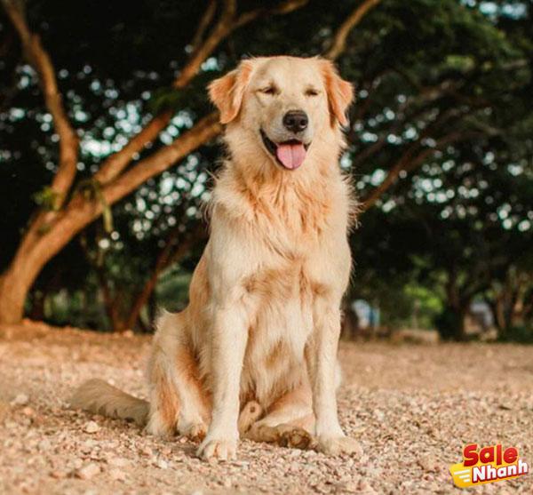 Chó Golden Retriever