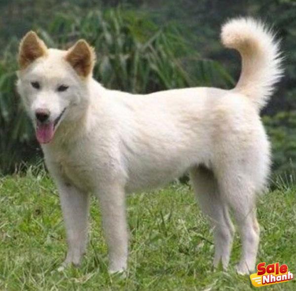 Kintamani dog