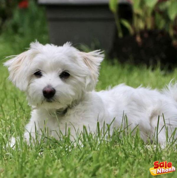 Maltese dog