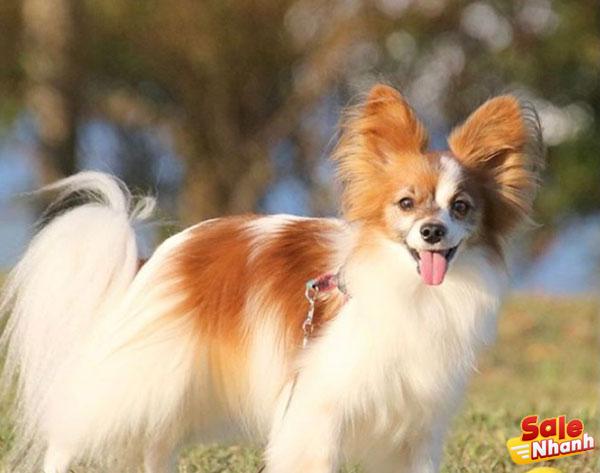 Papillon dog