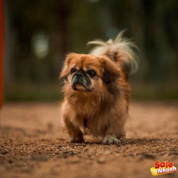 Pekingese dog