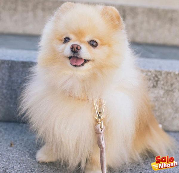 Pomeranian dog