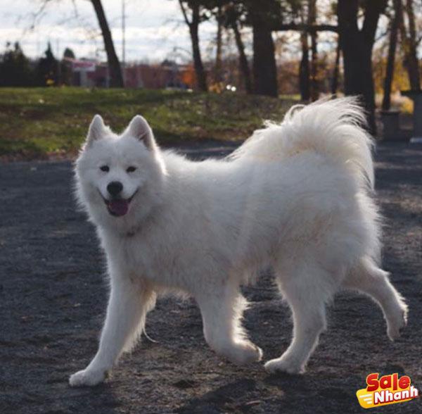 Samoyed Dog