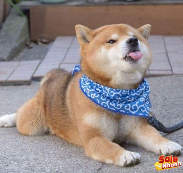 Shiba Inu dog