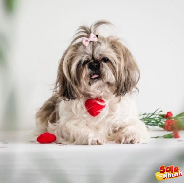 Chó Shih tzu