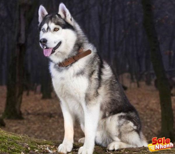 Siberian Husky Dog